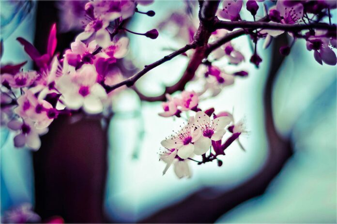 cherryblossoms